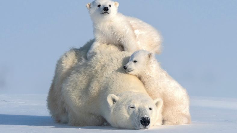 zdjęcie niedźwiedzia polarnego