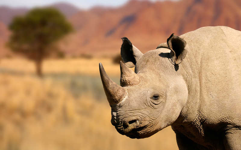 zdjęcie nosorożca 