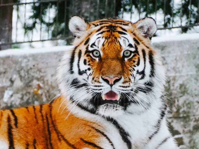 zdjęcie tygrysa
